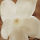 Eau de Parfum - CHLOÉ - Nomade Jasmim Naturelle Intense - Imagem 8