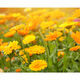 Deep Cleansing Foaming Face Wash - KIEHL'S - Calendula - Imagem 2