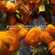 Mandarine Basilic Eau de Parfum - GUERLAIN - AQUA ALLEGORIA FORTE - Imagem 6