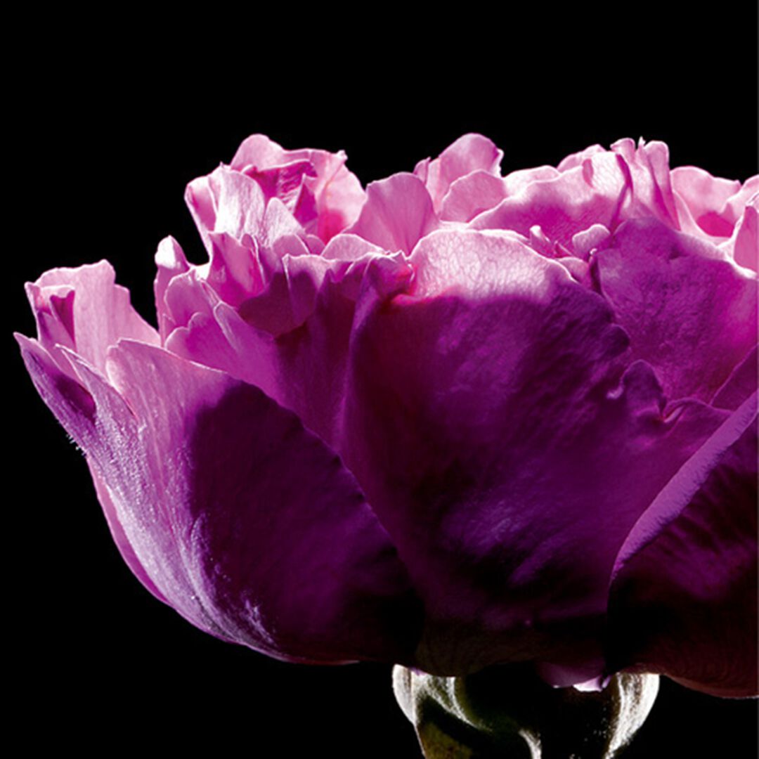 Eau de Toilette - Yves Saint Laurent - PARIS - Imagem 3