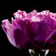 Eau de Toilette - Yves Saint Laurent - PARIS - Imagem 3