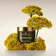 Lifting + Firming Creme - ORIGINS - Plantscription - Imagem 2